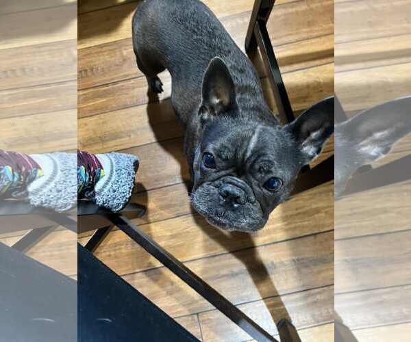 Medium Photo #4 French Bulldog Puppy For Sale in St. Louis Park, MN, USA
