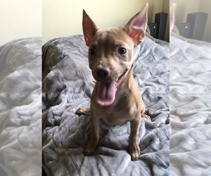 Basenji-Pembroke Welsh Corgi Mix Puppy for sale in MADERA, CA, USA
