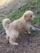 Small Photo #9 Goldendoodle (Miniature) Puppy For Sale in LENOIR, NC, USA