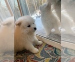 Small Photo #6 Samoyed Puppy For Sale in WASILLA, AK, USA