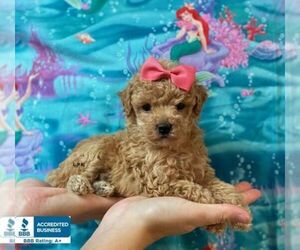 Poodle (Toy) Puppy for sale in WINNSBORO, LA, USA