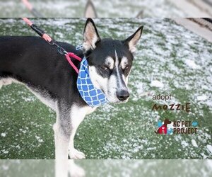 Siberian Husky-Unknown Mix Dogs for adoption in Kansas City, MO, USA