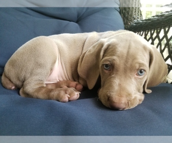 Medium Photo #1 Weimaraner Puppy For Sale in BLOOMINGTON, IN, USA