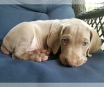 Small Photo #1 Weimaraner Puppy For Sale in BLOOMINGTON, IN, USA