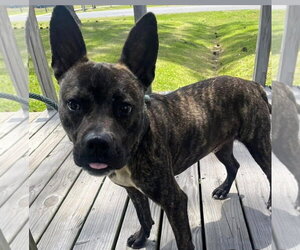 Vandal - Male American Staffordshire Terrier-Unknown Mix Dog for Adoption - Photo #6