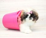 Small Photo #5 Pekingese Puppy For Sale in LAS VEGAS, NV, USA