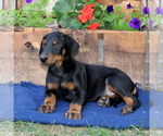 Small Photo #3 Doberman Pinscher Puppy For Sale in QUARRYVILLE, PA, USA