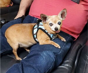 Coco - Male Chihuahua Dog for Adoption - Photo #2