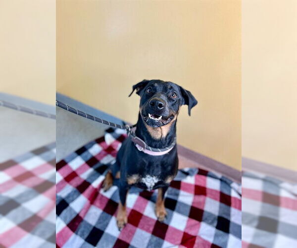 Medium Photo #1 Rottweiler-Unknown Mix Puppy For Sale in Ogden, UT, USA