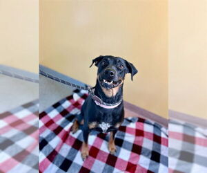 Rottweiler-Unknown Mix Dogs for adoption in Ogden, UT, USA