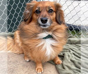 Dameranian Dogs for adoption in Jefferson, WI, USA