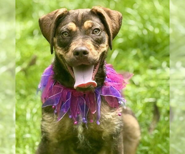 Medium Photo #3 American Pit Bull Terrier-Poodle (Standard) Mix Puppy For Sale in Cranford, NJ, USA