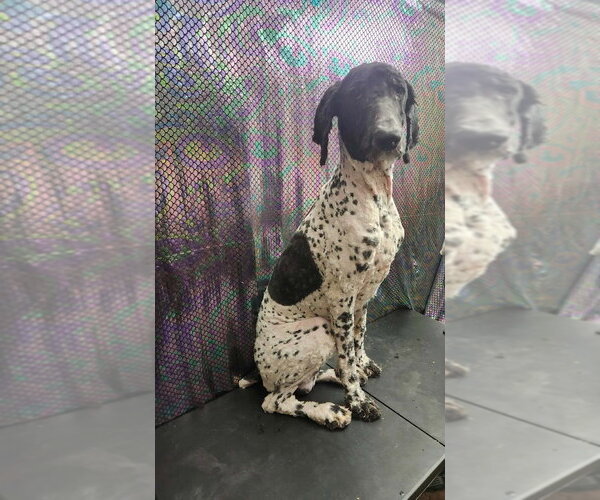 Medium Photo #1 Poodle (Standard) Puppy For Sale in Vail, AZ, USA