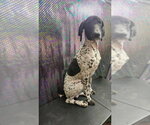 Slick - Male Poodle (Standard) Dog for Adoption - Small photo