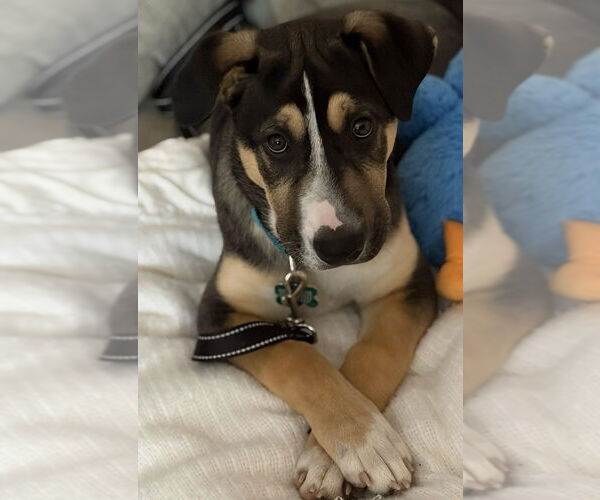 Medium Photo #6 Mutt Puppy For Sale in Springdale, PA, USA