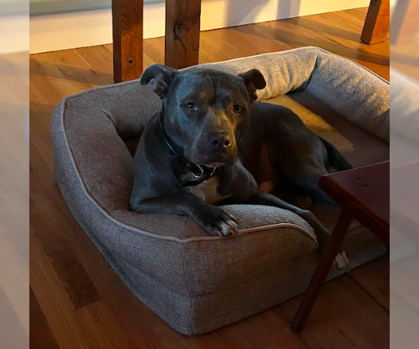 Medium Photo #4 American Pit Bull Terrier-Unknown Mix Puppy For Sale in Davis, CA, USA