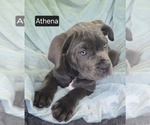 Small #1 Cane Corso