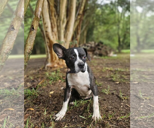 Medium Photo #7 Boston Terrier-Unknown Mix Puppy For Sale in Wakefield, RI, USA