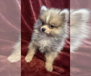 Pomeranian-Unknown Mix Dogs for adoption in Pacolet, SC, USA