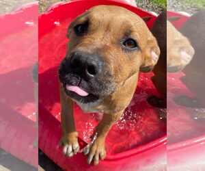 Jumbo - Male Labrador Retriever-Unknown Mix Dog for Adoption - Photo #4