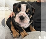 Puppy Moe English Bulldog