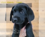 Small Photo #13 Labrador Retriever Puppy For Sale in POCAHONTAS, IL, USA