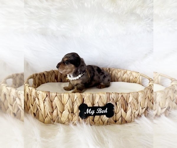 Medium Photo #5 Dachshund Puppy For Sale in DAVIS, CA, USA