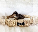 Small #4 Dachshund