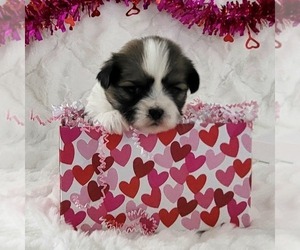 Zuchon Puppy for sale in ARTHUR, IL, USA