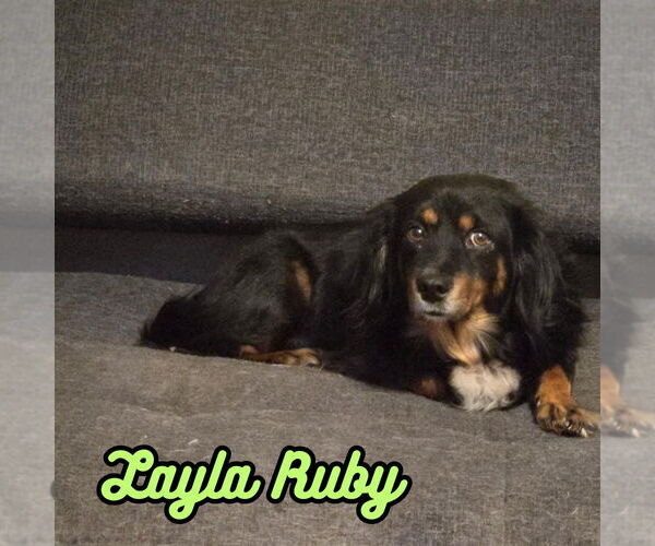 Medium Photo #6 Dachshund-Unknown Mix Puppy For Sale in San Antonio, TX, USA