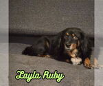Small #5 Dachshund Mix