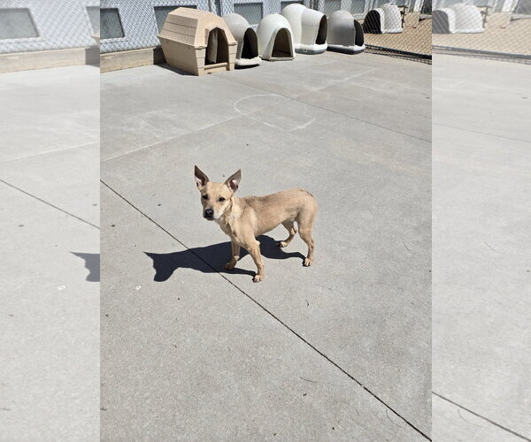 Medium Photo #1 Mutt Puppy For Sale in Maquoketa, IA, USA