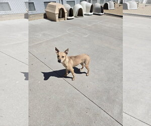 Mutt Dogs for adoption in Maquoketa, IA, USA