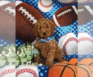 Goldendoodle (Miniature) Puppy for sale in CHRISTIANA, PA, USA