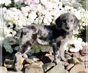 Labradoodle Puppy for sale in FREDERICKSBURG, OH, USA