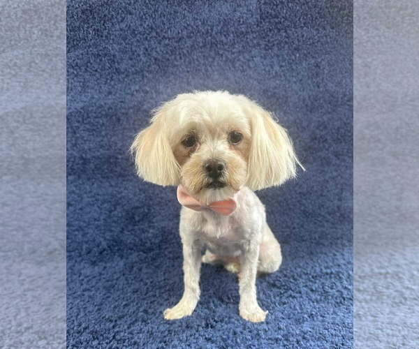 Medium Photo #3 Maltese-Unknown Mix Puppy For Sale in Grafton, WI, USA