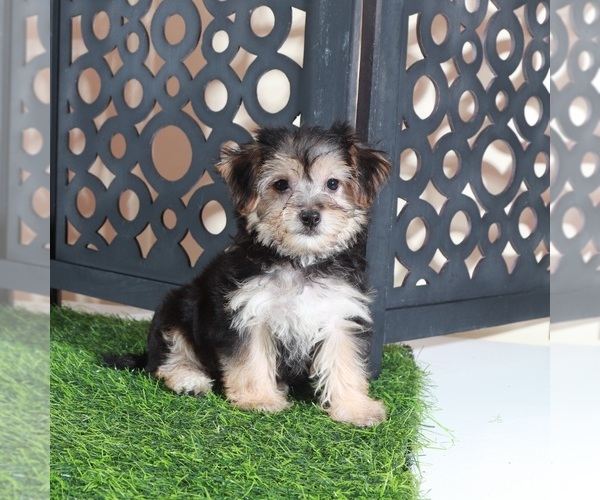 Medium Photo #3 Yo-Chon Puppy For Sale in MOUNT VERNON, OH, USA