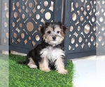 Small #2 Yo-Chon
