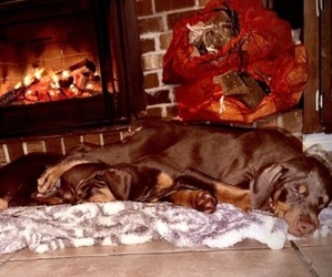 Doberman Pinscher Puppy for sale in SUMMERVILLE, SC, USA