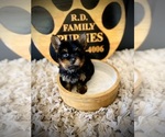 Small #2 Yorkshire Terrier