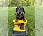 Small #2 Dachshund