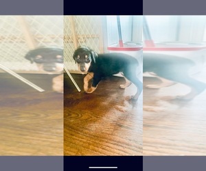 Doberman Pinscher Puppy for sale in OAK FOREST, IL, USA