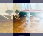 Small Doberman Pinscher