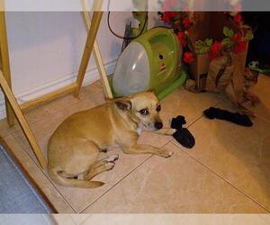 Chihuahua-Unknown Mix Dogs for adoption in San Antonio, TX, USA