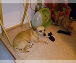 Small Chihuahua Mix