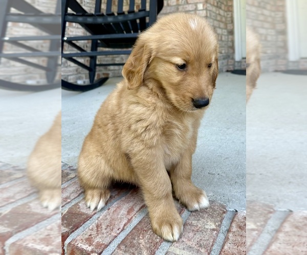 Medium Photo #12 Golden Retriever Puppy For Sale in GREENFIELD, IN, USA