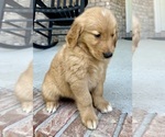Small Photo #12 Golden Retriever Puppy For Sale in GREENFIELD, IN, USA