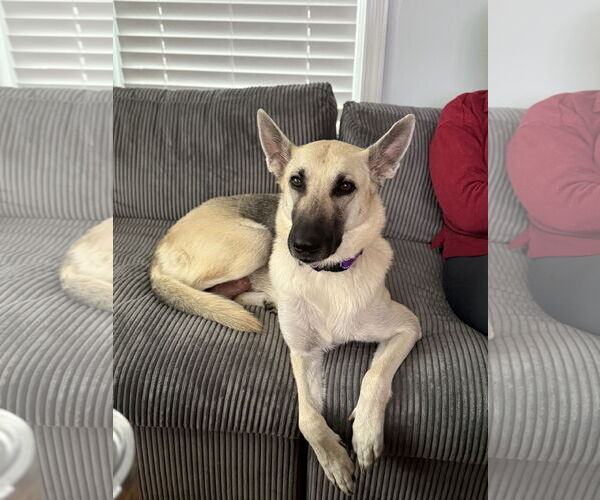 Medium Photo #3 German Shepherd Dog-Unknown Mix Puppy For Sale in La Grange , NC, USA