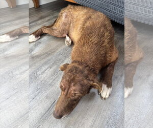 Rosie - Female Labrenees Dog for Adoption - Photo #13