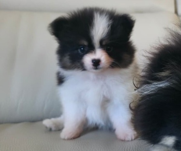 Medium Photo #1 Pomeranian Puppy For Sale in SAN JOSE, CA, USA